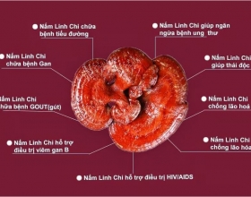 Người cao tuổi ăn trứng vịt lộn có tốt không?
